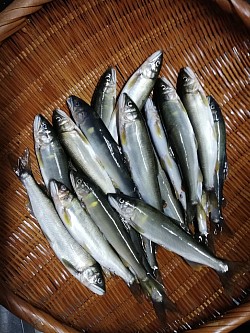 鮎の友釣り