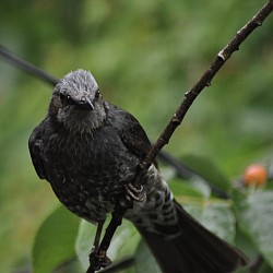 野鳥や花を撮る