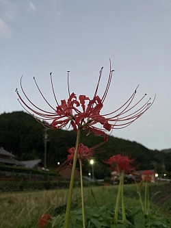 彼岸花