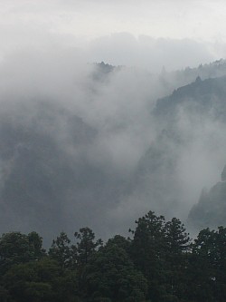 霧の裏山