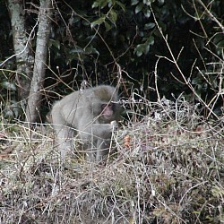 庭に不法侵入