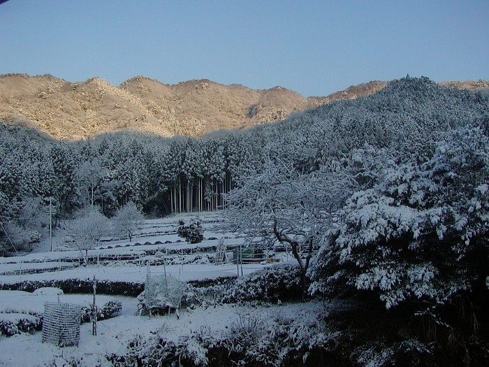 雪の裏山